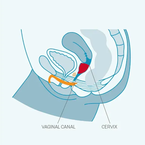 Male Sex Toys Fun Factory Fun Cup Explorer Kit Menstrual Cup Fun Factory