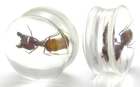 Anal ANT Actual Ant inside an Acrylic Plug 16mm 24mm Price Per 1 Painful Pleasures Anal ANT Actual Ant inside an Acrylic Plug 16mm 24mm Price Per 1 Painful Pleasures